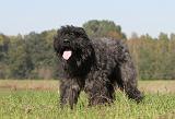 BOUVIER DES FLANDRES 096